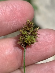 Carex phaeocephala
