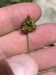 Carex phaeocephala