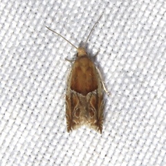 Ancylis comptana