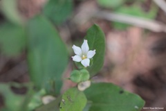 Spigelia hedyotidea