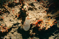 Ascidiella aspersa