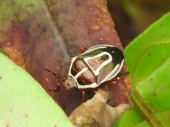 Perillus circumcinctus