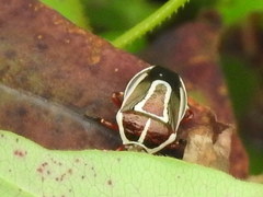 Perillus circumcinctus