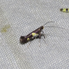 Caloptilia cornusella