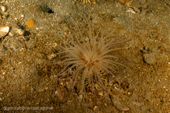 Ceriantheopsis