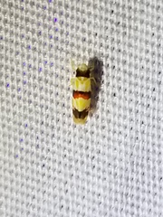 Erythroneura integra
