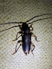 Tylonotus bimaculatus