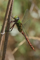 Anax longipes