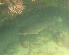 Neoniphon suborbitalis