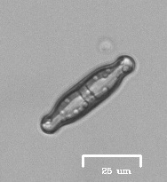 Naviculales