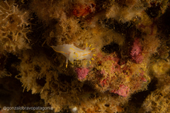 Polycera marplatensis