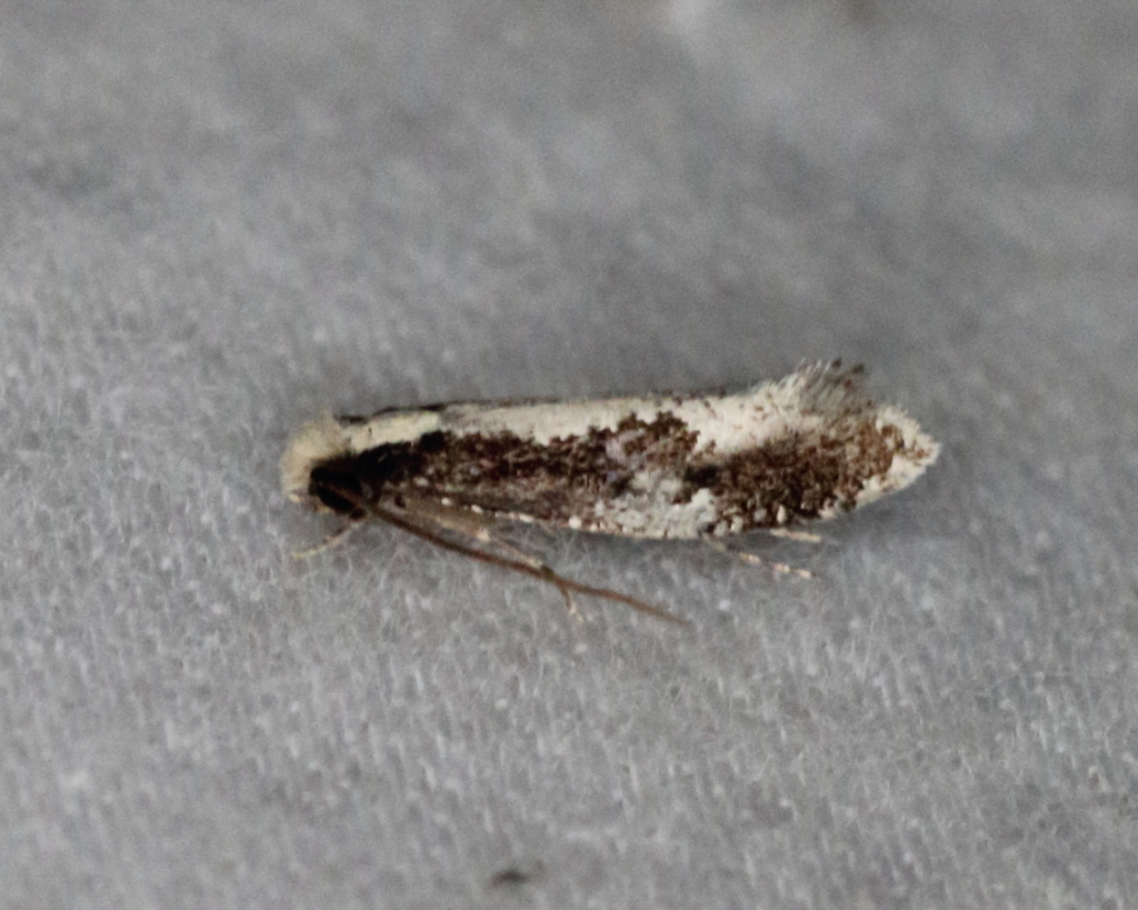 Bird Nest Moth (MicroMoths of New Zealand's Kauri Kingdom) · iNaturalist