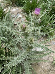 Cirsium eatonii clokeyi