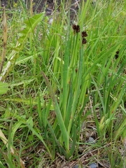 Juncus ensifolius