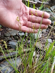 Carex echinata