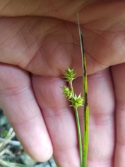 Carex echinata