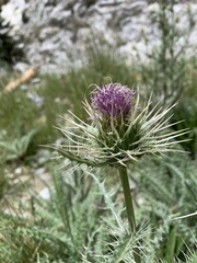Cirsium eatonii clokeyi
