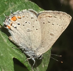 Satyrium californica