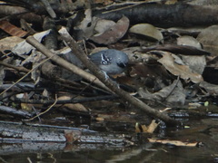 Hypocnemoides maculicauda