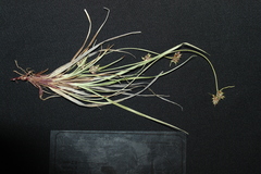 Carex deflexa