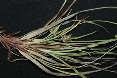 Carex deflexa