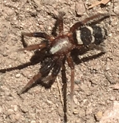 Sergiolus
