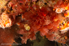 Phycodrys