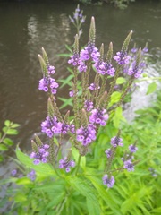 Verbena hastata