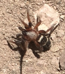 Sergiolus