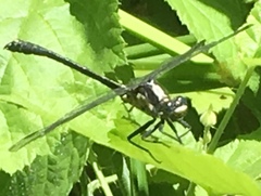 Octogomphus specularis