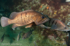Acanthistius patachonicus