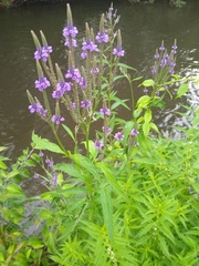 Verbena hastata