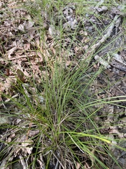 Piptochaetium avenaceum