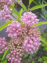 Asclepias incarnata