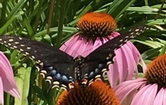 Papilio polyxenes