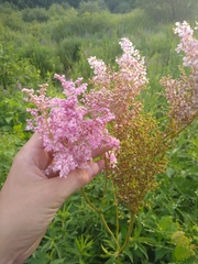 Filipendula rubra