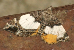 Chrysolarentia phaedra