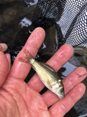 Cyprinus carpio carpio