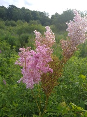 Filipendula rubra