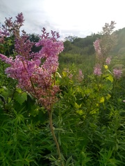 Filipendula rubra