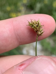 Carex phaeocephala