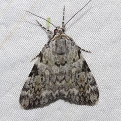 Catocala amica