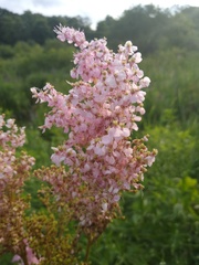 Filipendula rubra