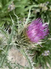 Cirsium eatonii clokeyi