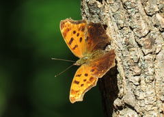 Polygonia comma