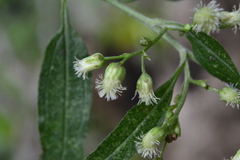 Baccharis