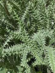 Cirsium eatonii clokeyi