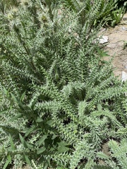 Cirsium eatonii clokeyi