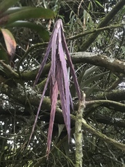 Tillandsia robusta