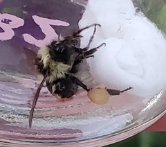 Bombus rufocinctus